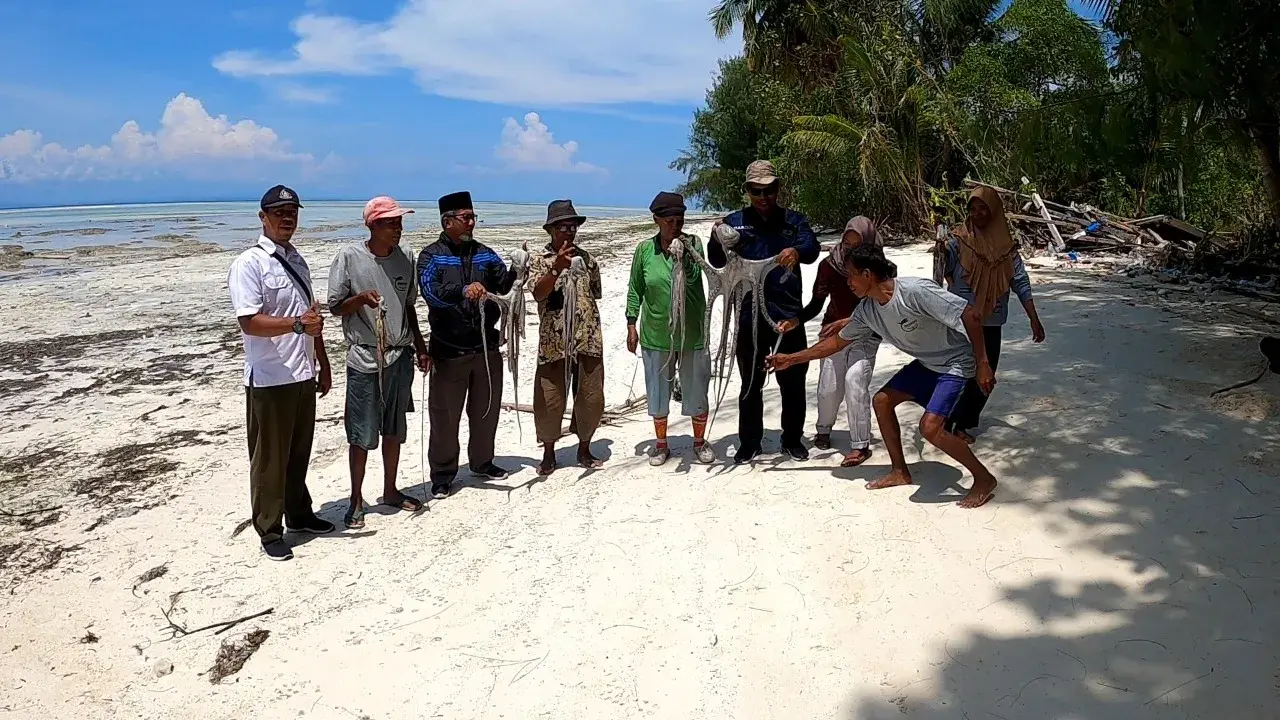 Tradisi Parimpari di Kapota Buktikan Hasil, Tangkapan Gurita Meningkat Signifikan